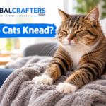 why do cats knead